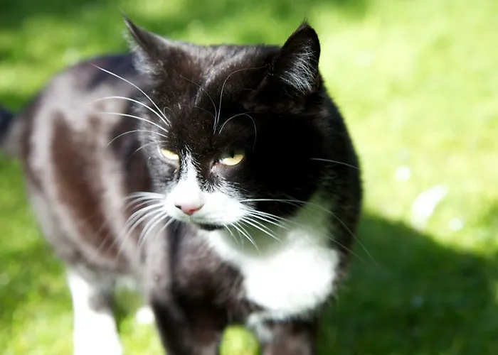 Gaestehaus Elisabeth Nocleg ze śniadaniem 3*