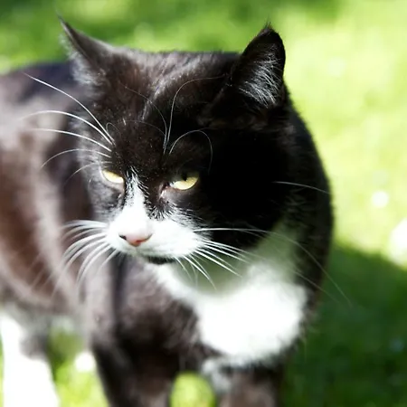 Gaestehaus Elisabeth Bed & Breakfast 3*